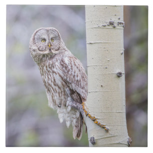 Azulejo Gran rama de árbol gris