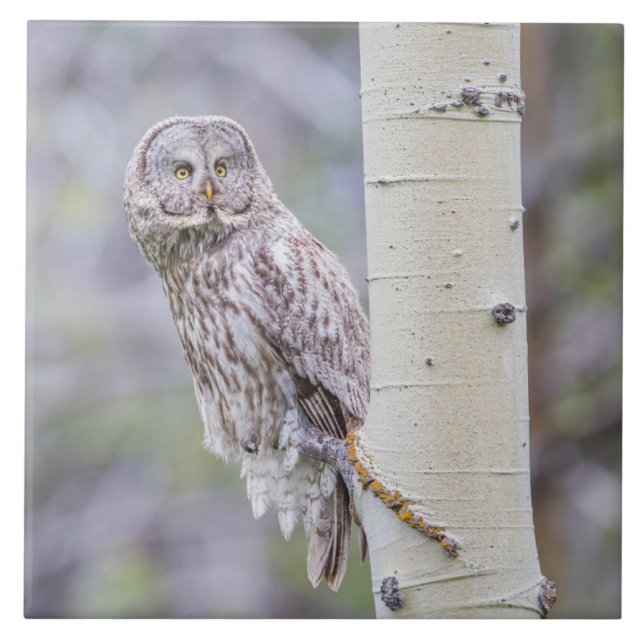 Azulejo Gran rama de árbol gris (Frente)