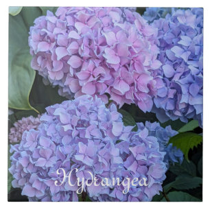 Azulejo Grandes y Hermosas Floraciones de Hortensia Floral