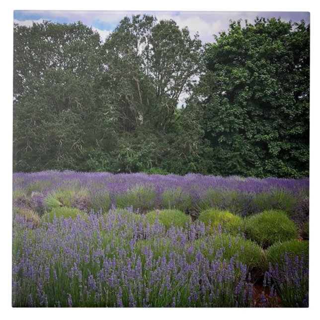 Azulejo Granja de lavanda (Frente)
