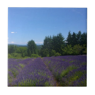 Azulejo Granja de lavanda