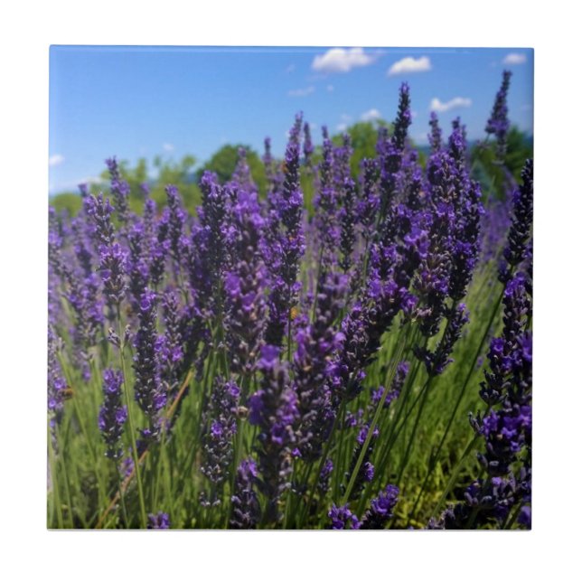 Azulejo Granja de lavanda (Frente)