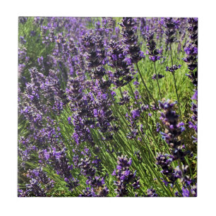 Azulejo Granja de lavanda