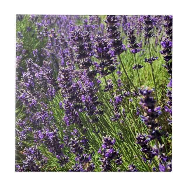 Azulejo Granja de lavanda (Frente)
