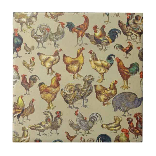 Azulejo Granja de pollo de gallo (Frente)