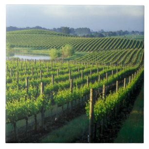Azulejo Grapevines en filas impecables en Napa de Californ