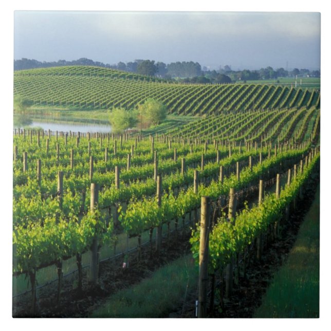 Azulejo Grapevines en filas impecables en Napa de Californ (Frente)