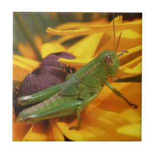 Azulejo Grasshopper