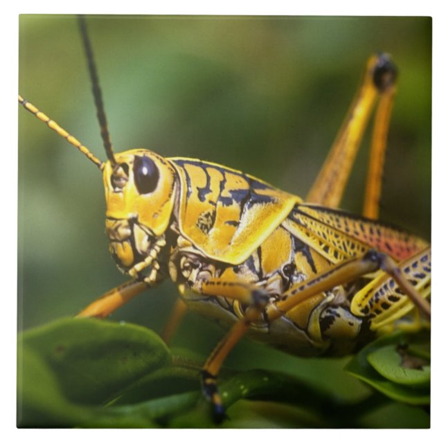 Azulejo Grasshopper, Parque Nacional Everglades, Florida, (Frente)
