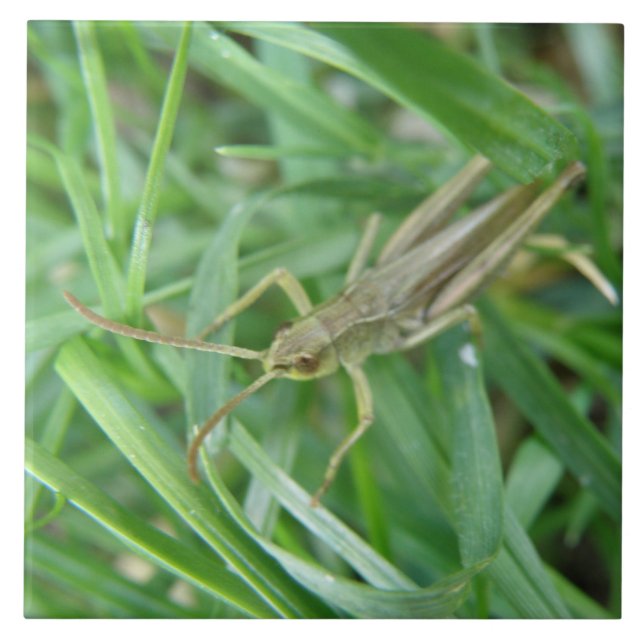 Azulejo Grasshopper Tile (Frente)