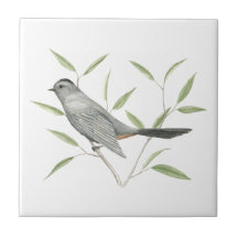 Gray Catbird Bird