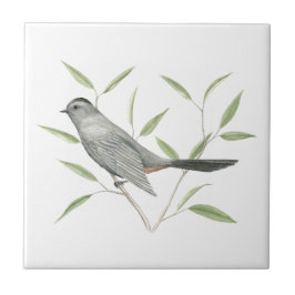 Azulejo Gray Catbird Bird