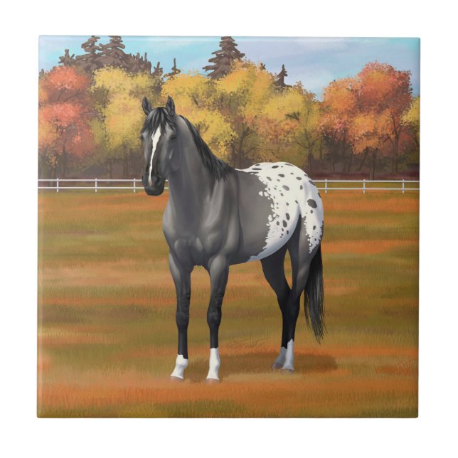 Azulejo Gray Grulla Appaloosa Quarter Stallion (Frente)