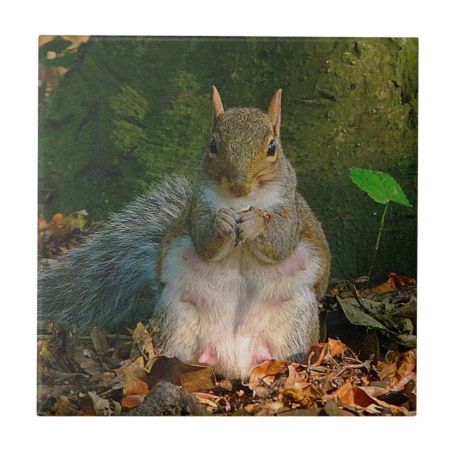 Azulejo Gray Squirrel 01 (Frente)