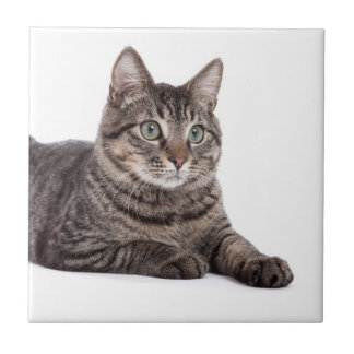 Azulejo Gray Tabby Cat