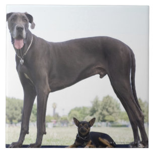 Azulejo Great dane y pequeño perro de la mezclado-raza