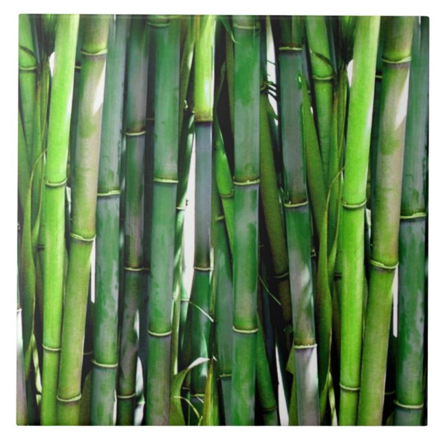 Azulejo Green Bamboo Stalks Nature Photography (Frente)
