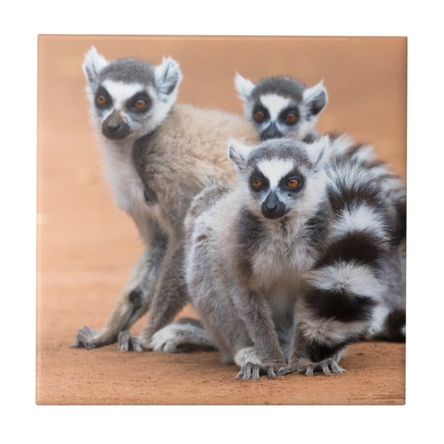 Azulejo Grupo de Lemurs con Colas (Frente)