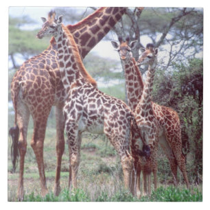 Azulejo Grupo o Manada de Jirafas con Crías, Giraffa
