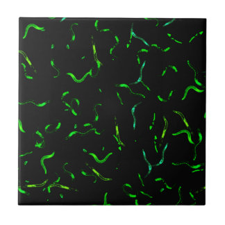 Azulejo Gusanos de GFP