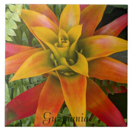 Azulejo Guzmania Bromeliad Plant Floral
