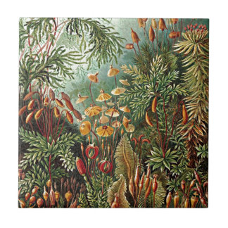 Azulejo Haeckel Moss, Grass y Fungus Mushroom Painting