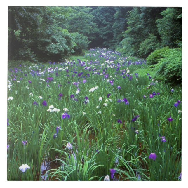 Azulejo Hana Shobu (Iris japonés de agua), santuario Meiji (Frente)