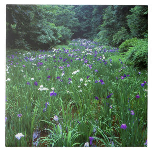 Azulejo Hana Shobu (Iris Japonesa de Agua), Santuario Meij