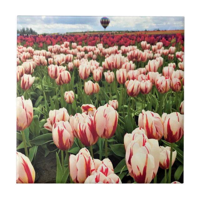 Azulejo Happy Generation Tulip Field, Oregon (Frente)