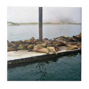 Azulejo Harbour Seals, Morro Bay, California