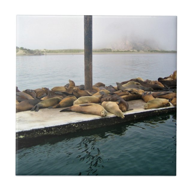 Azulejo Harbour Seals, Morro Bay, California (Frente)