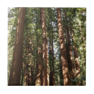 Azulejo Hasta Redwoods II en el Monumento Nacional Muir Wo