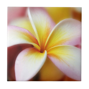 Azulejo Hawaiian blanco de la flor de Hawaii del