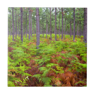 Azulejo Helecho Común (Pteridium Aquilinum) en Crecimiento