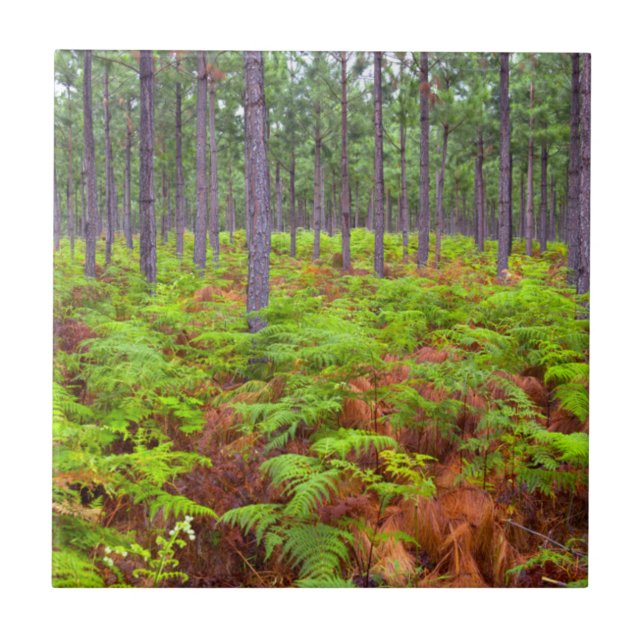 Azulejo Helecho Común (Pteridium Aquilinum) en Crecimiento (Frente)
