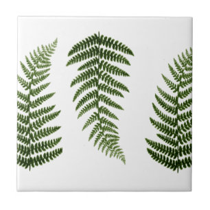 Azulejo Helechos