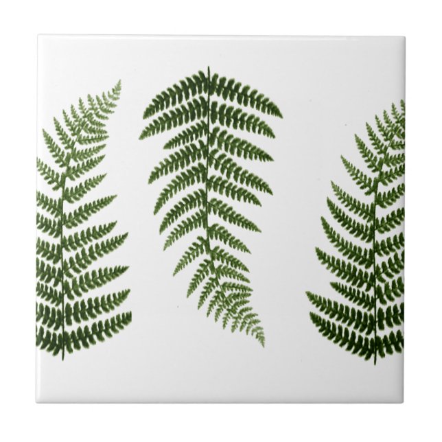 Azulejo Helechos (Frente)