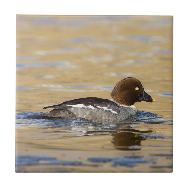 Azulejo Hembra Frecuente Goldeneye (Frente)