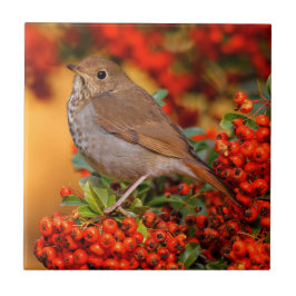 Azulejo Hermit Thrush Songbird en el Fuego de Escarlata