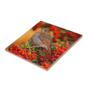 Azulejo Hermit Thrush Songbird en el Fuego de Escarlata