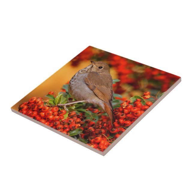 Azulejo Hermit Thrush Songbird en el Fuego de Escarlata (Lado)