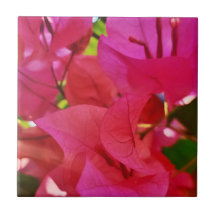 Hermosa buganvillas rosadas oscuras