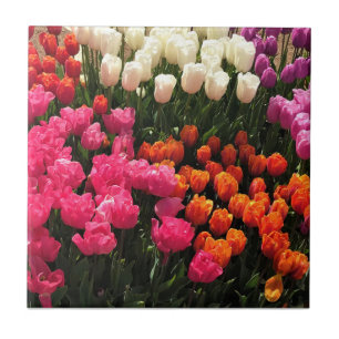Azulejo Hermosa cama Tulip Garden, Oregón