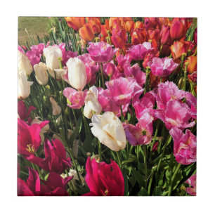 Azulejo Hermosa cama Tulip Garden, Oregón