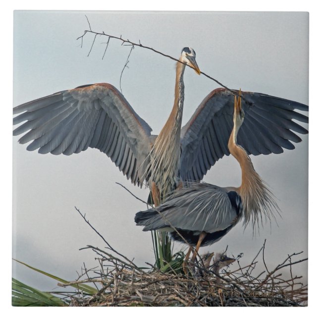 Azulejo Hermosa familia Great Blue Heron (foto) (Frente)
