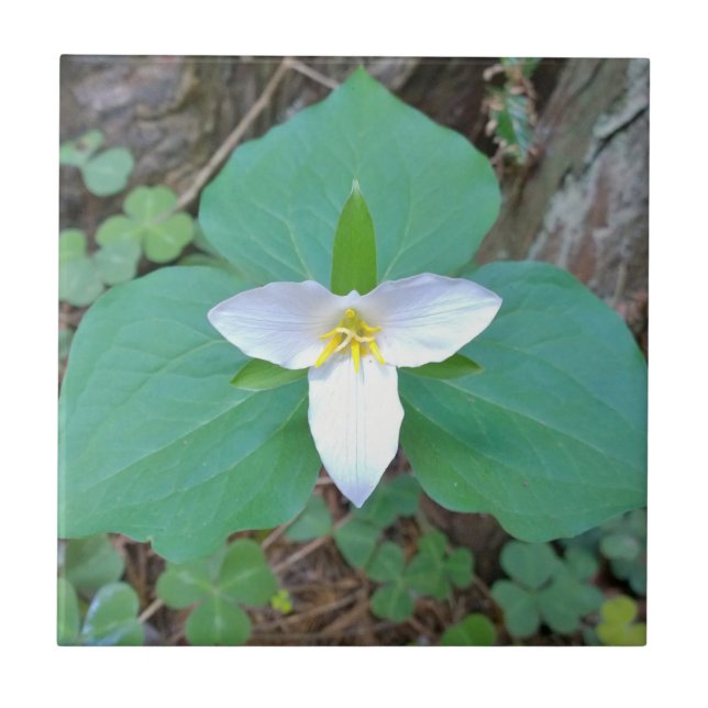 Azulejo Hermosa flor blanca del Trillium en el bosque (Frente)