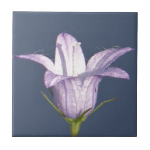 Azulejo Hermosa flor de campana azul