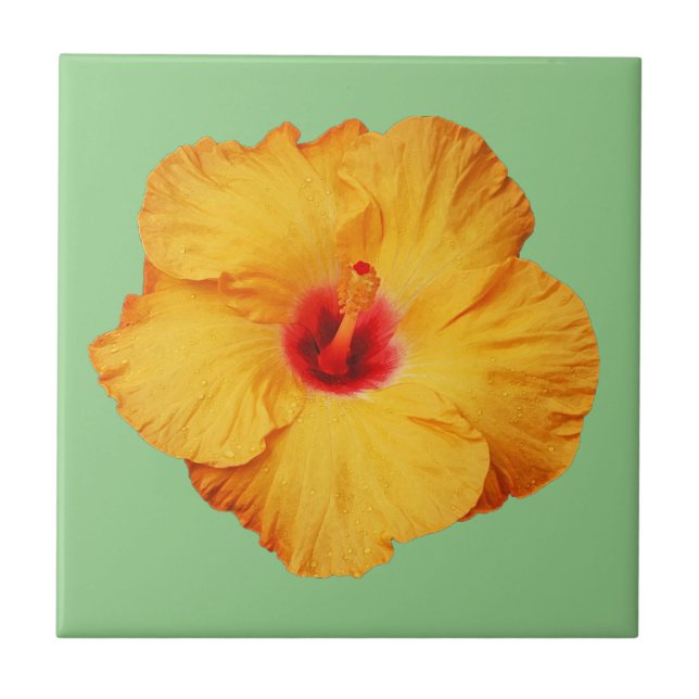 Azulejo Hermosa flor de hibisco naranja (Frente)
