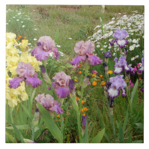 Azulejo Hermosa Flor de Iris Púrpura foto floral