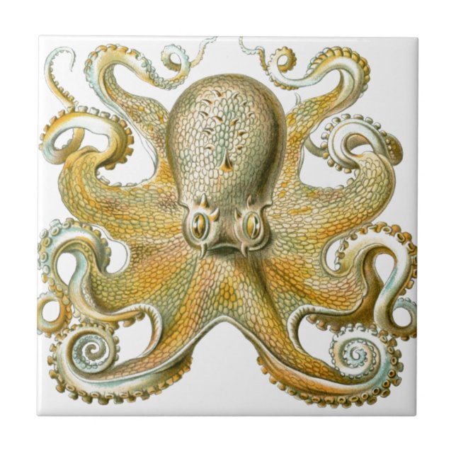 Azulejo Hermosa foto de pulpo de Haeckel (Frente)